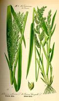 Echinochloa crus-galli